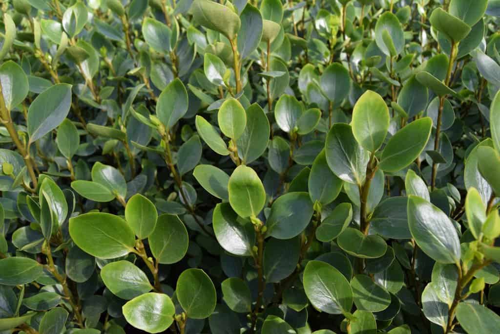 Griselinia littoralis 40-60 cm